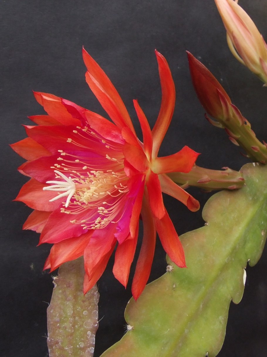 Зигокактус эпифиллум