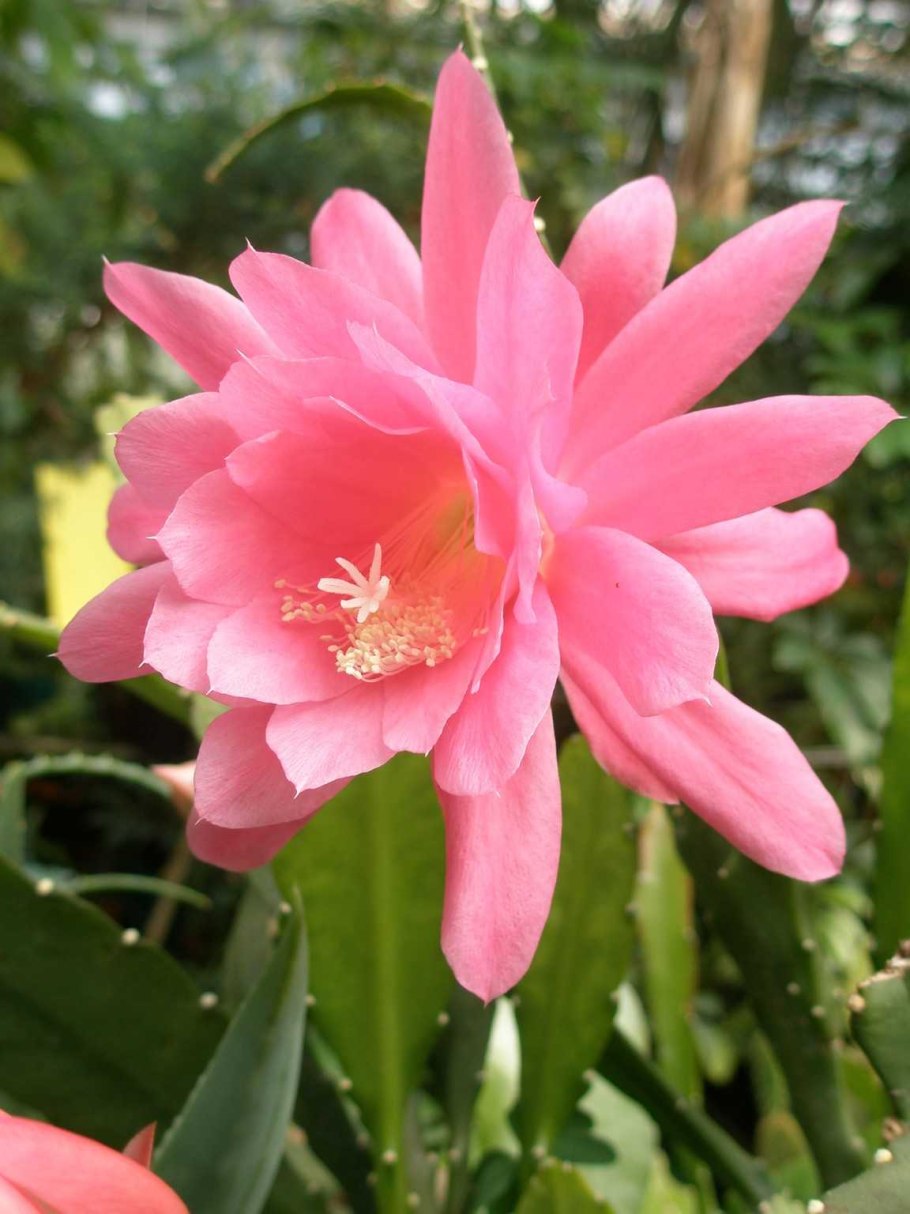 Лесной Кактус эпифиллум