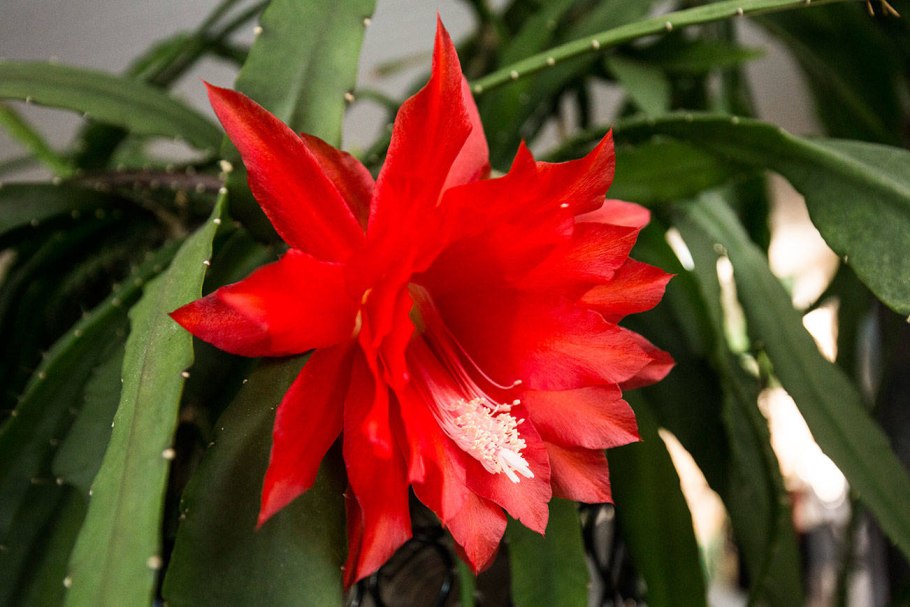 Кактус эпифиллум