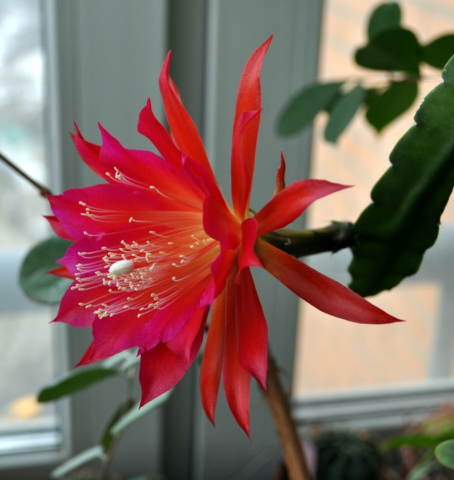 Эпифиллум цветок