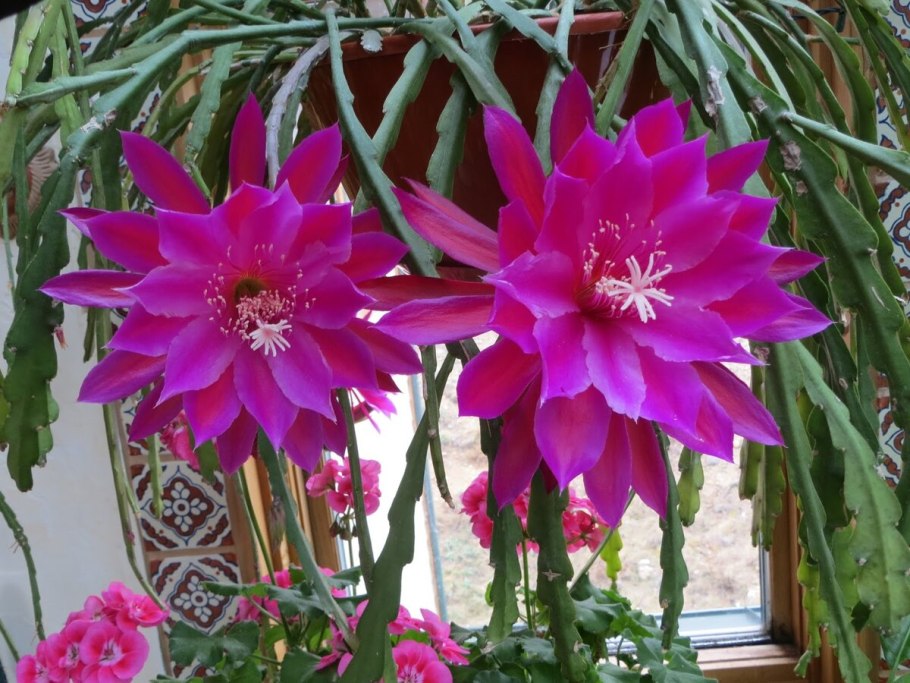 Эпифиллум (Epiphyllum)