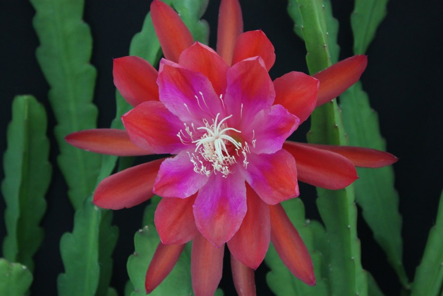 Эпифиллум ФИЛЛОКАКТУС красный