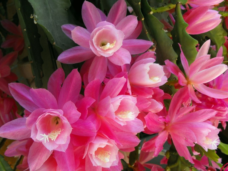 Эпифиллум розовый