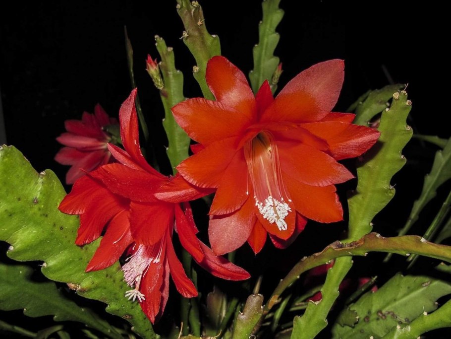 Эпифиллум ackermannii