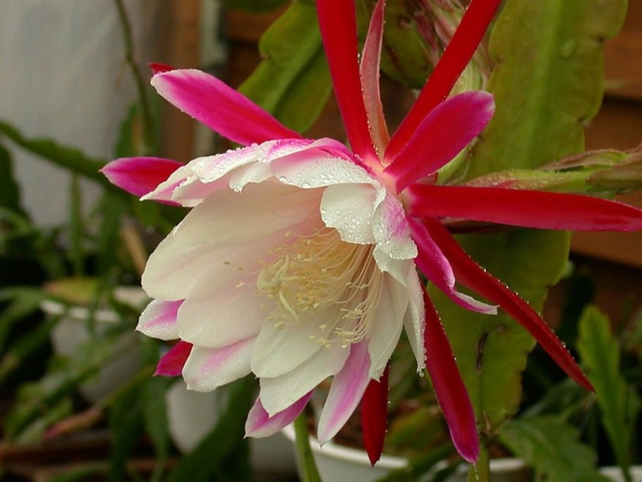 Кактус эпифиллум