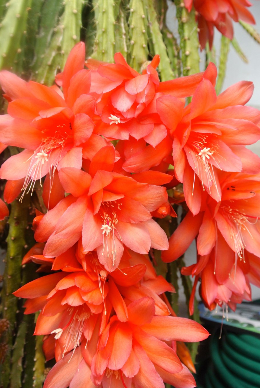 Эпифиллум Аккермана