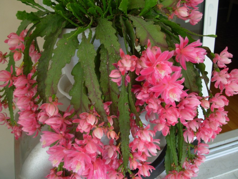 Эпифиллум Бивертейл