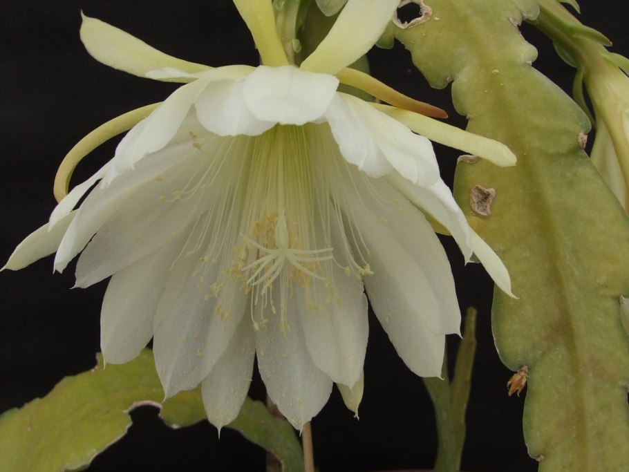 Эпифиллум цветок белый