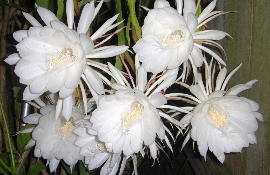 Кактус эпифиллум оксипеталум.