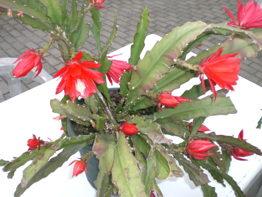 Эпифиллум цветение