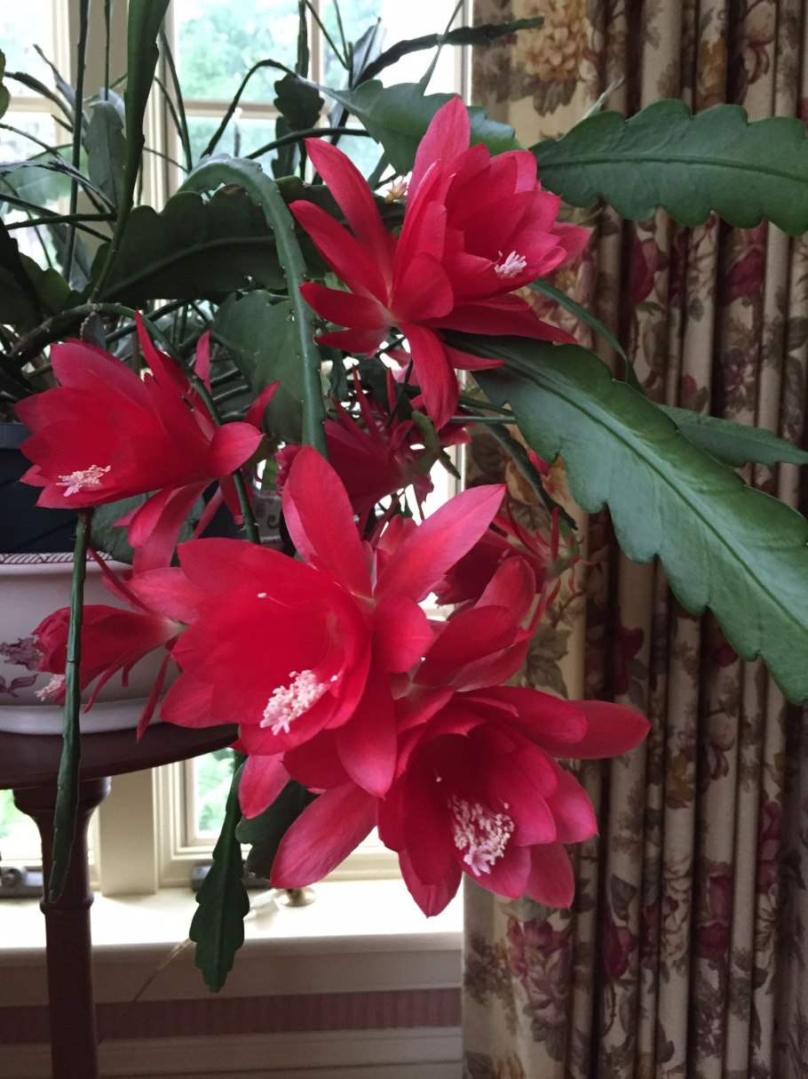 Эпифиллум ackermannii