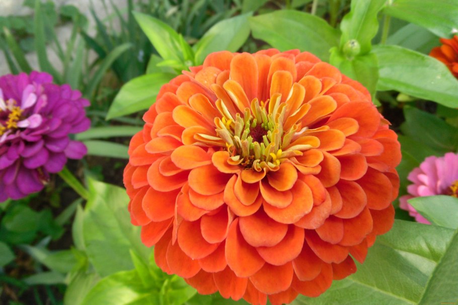 Цинния Салмон Квин