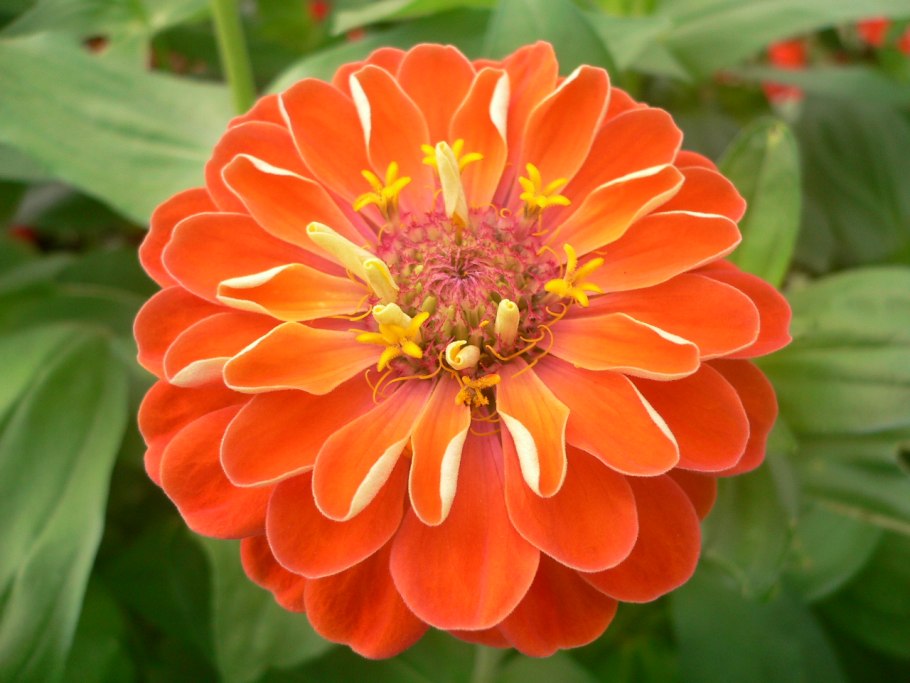 Цинния изящная (Zinnia elegans)