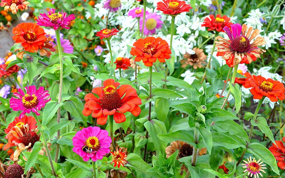 Циния майоры