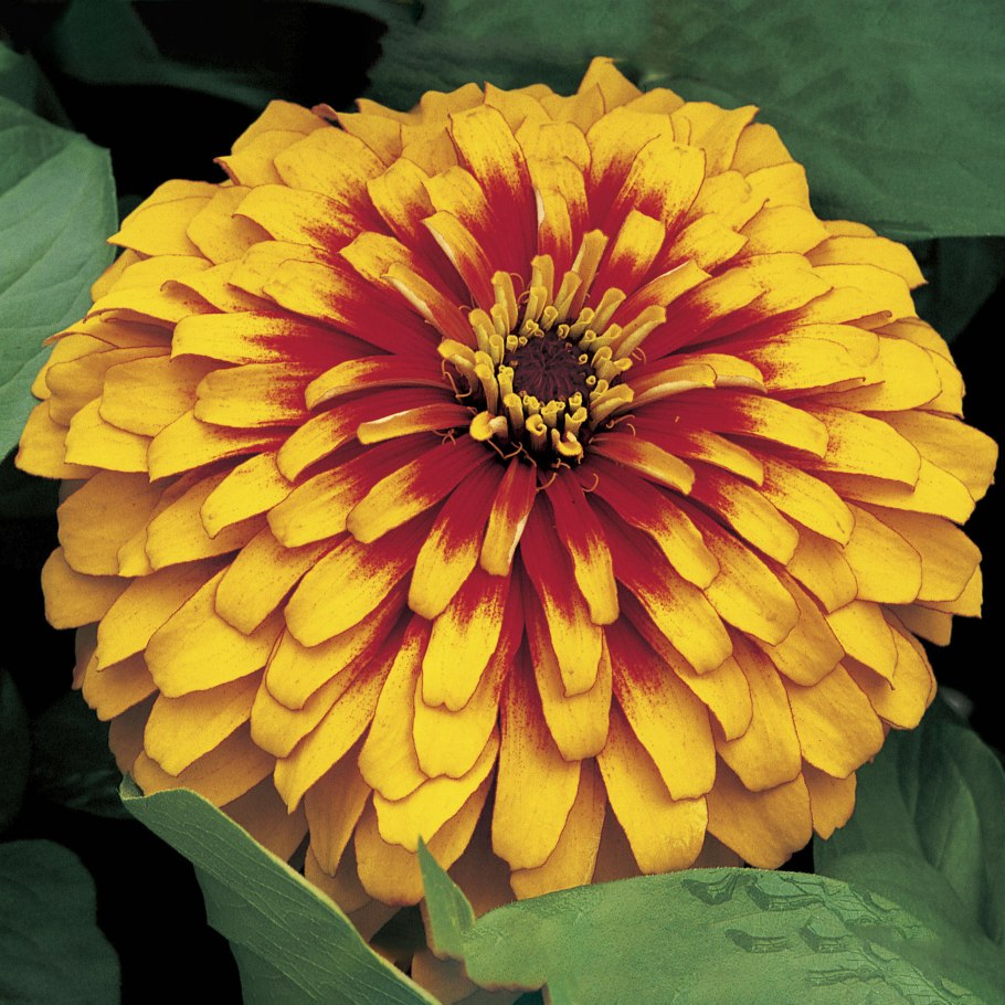Цинния изящная (Zinnia elegans)