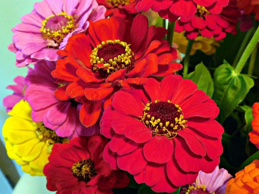 Циния Моника