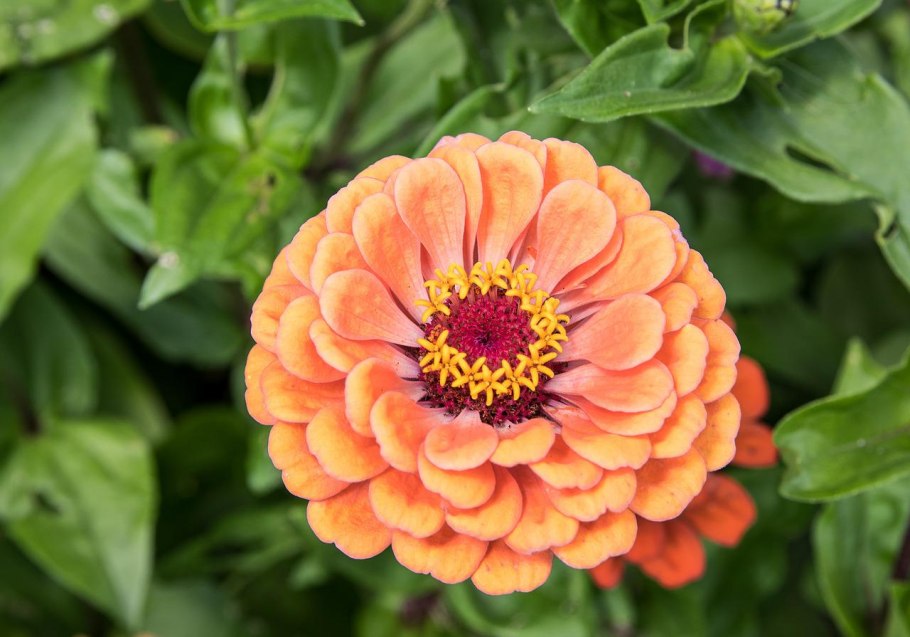 Цинния калифорнийские гиганты