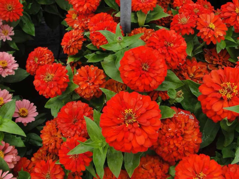 Цинния Дримленд Скарлет