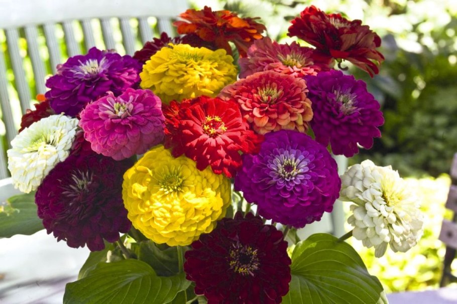 Цинния изящная (Zinnia elegans)