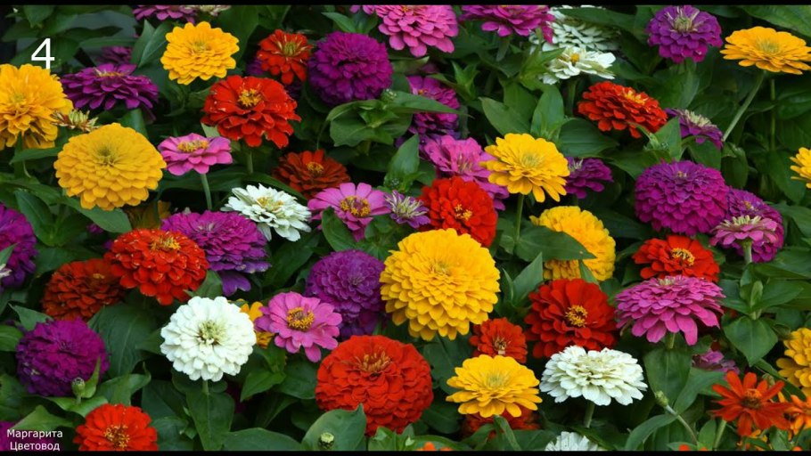 Цинния Элеганс микс