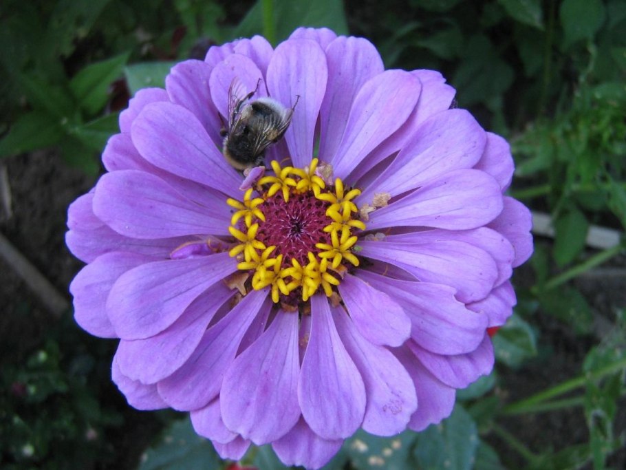 Цинния Лавандовая мечта