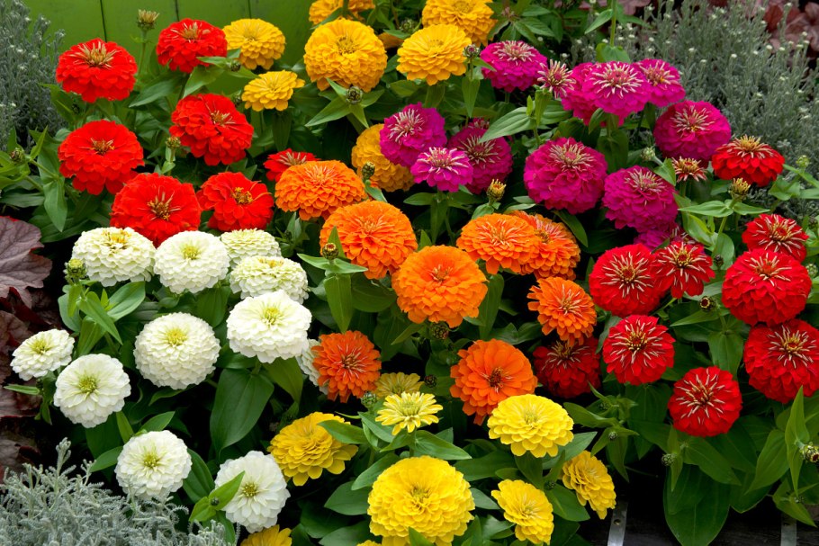 Цинния Элеганс микс