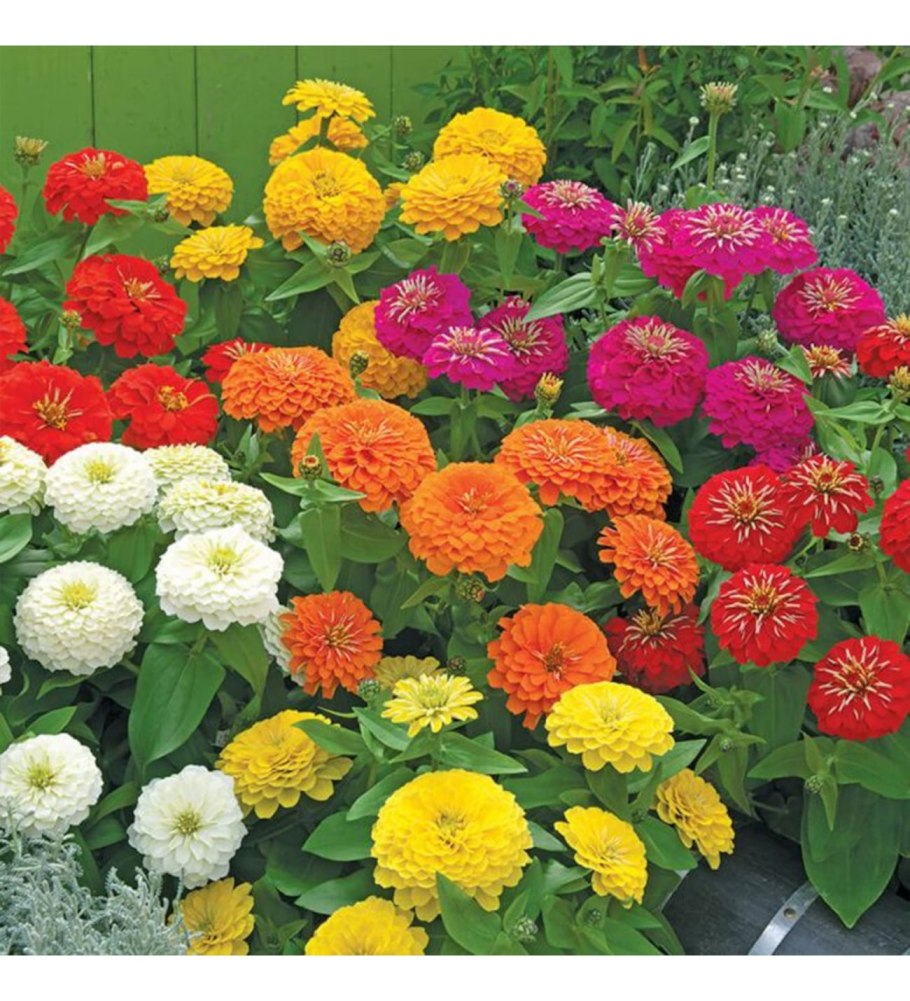 Цинния Циннита Еллоу