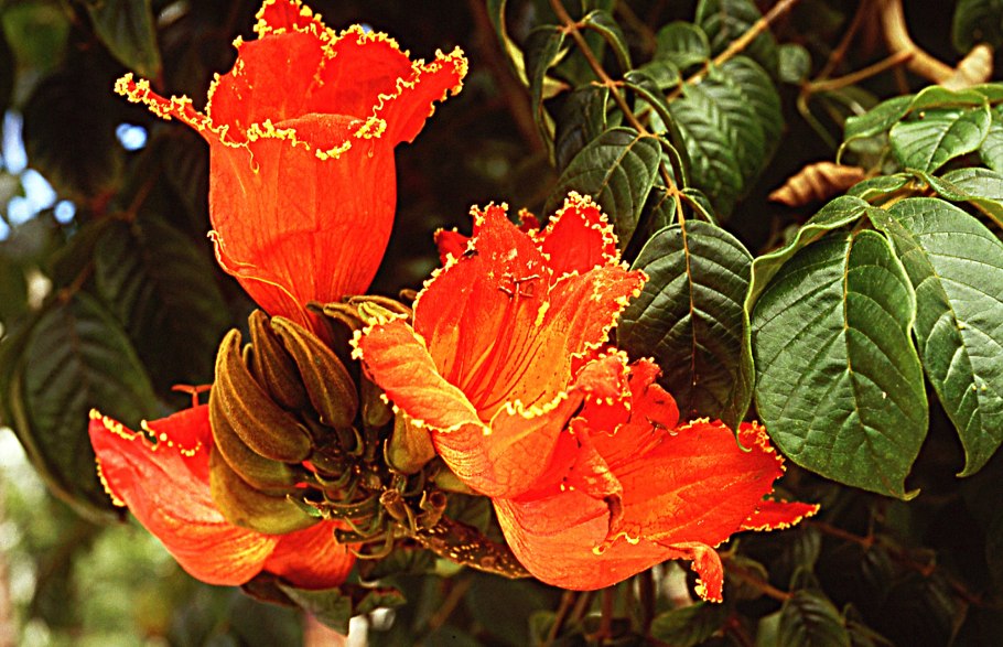 Спатодея африканское Тюльпанное дерево