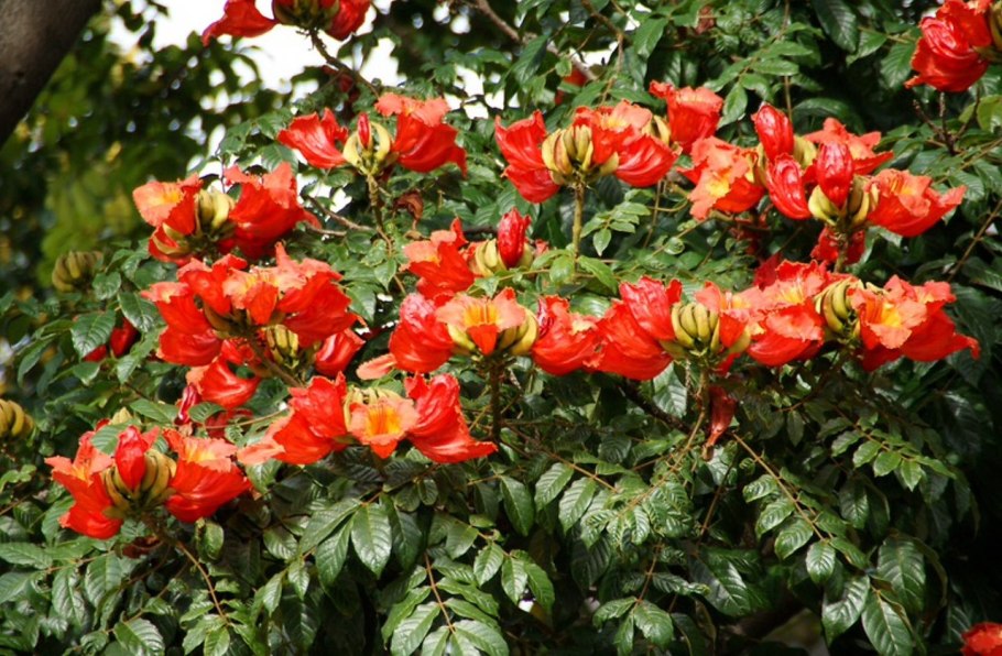 Спатодея тюльпановое дерево