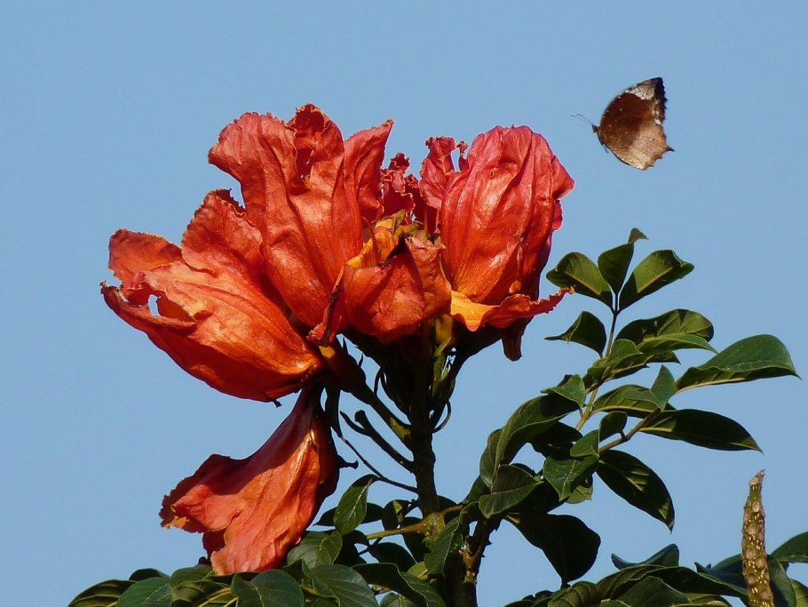 Спатодея африканское Тюльпанное дерево