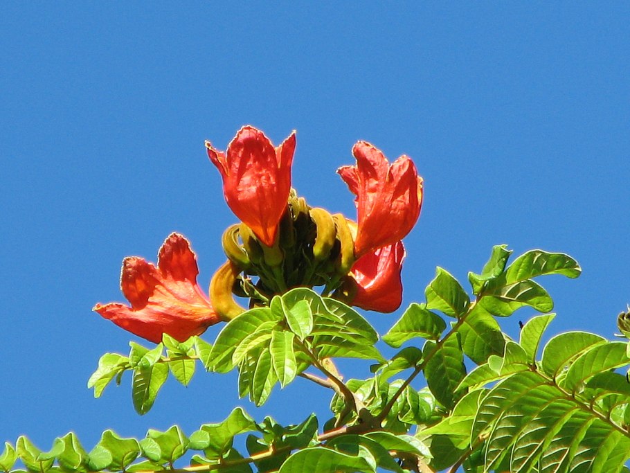 Спатодея африканское Тюльпанное дерево Гавриш