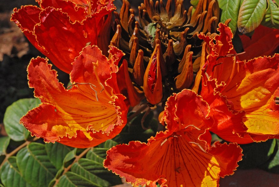 Спатодея африканское Тюльпанное дерево