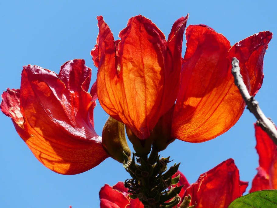 Тюльпановое дерево Краснодарский край