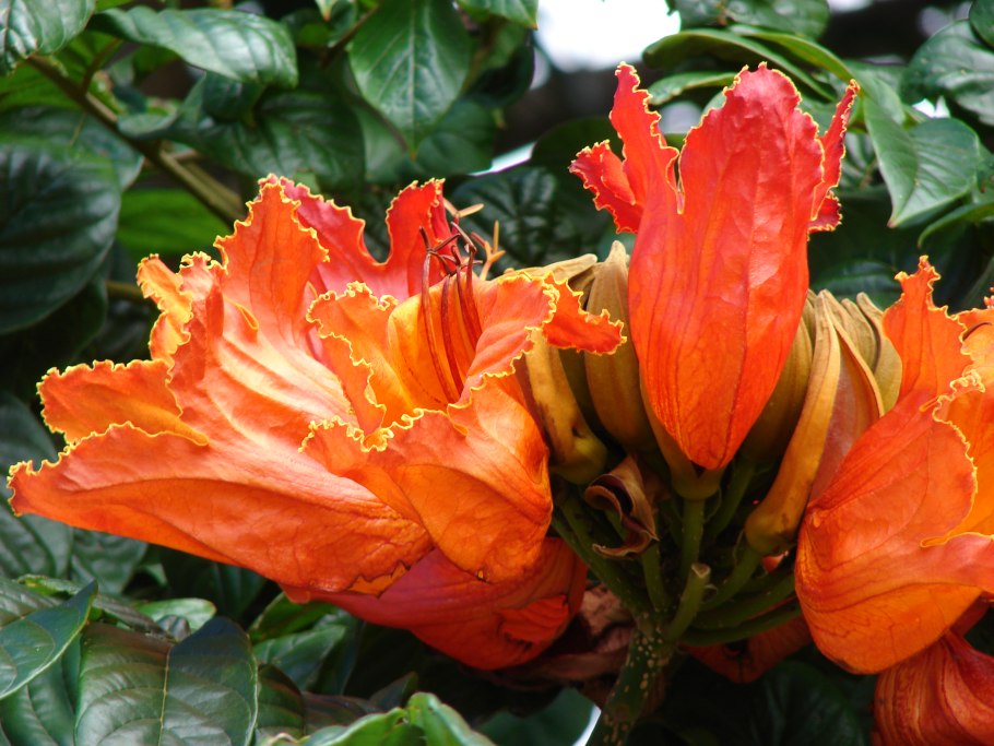 Спатодея Тюльпанное дерево