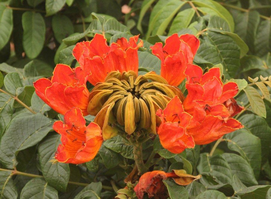 Спатодея тюльпановое дерево