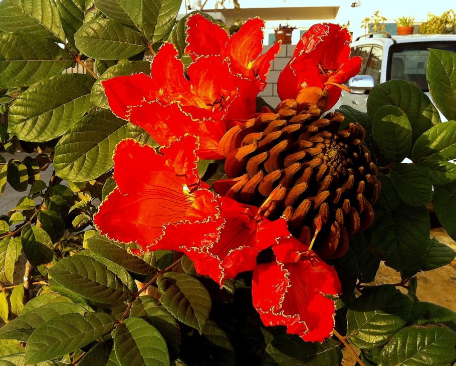 Спатодея африканское Тюльпанное