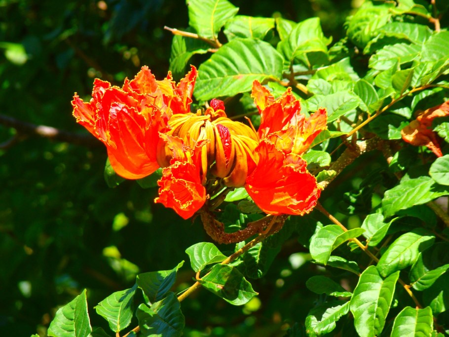 Спатодея тюльпановое дерево