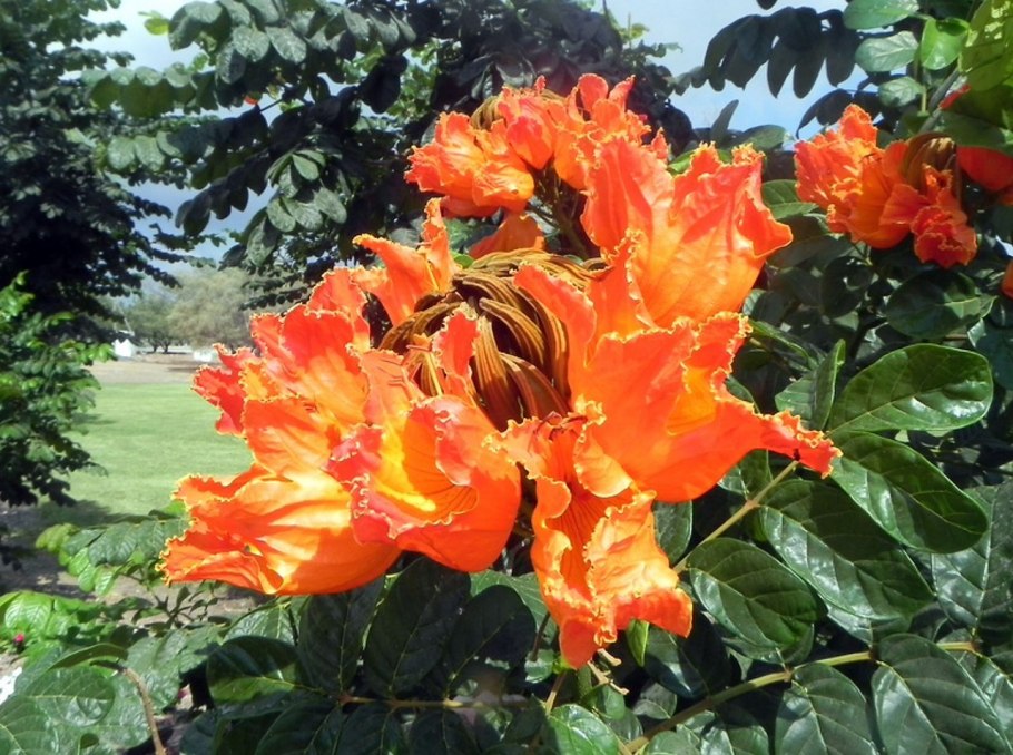 Тюльпановое дерево Маврикий