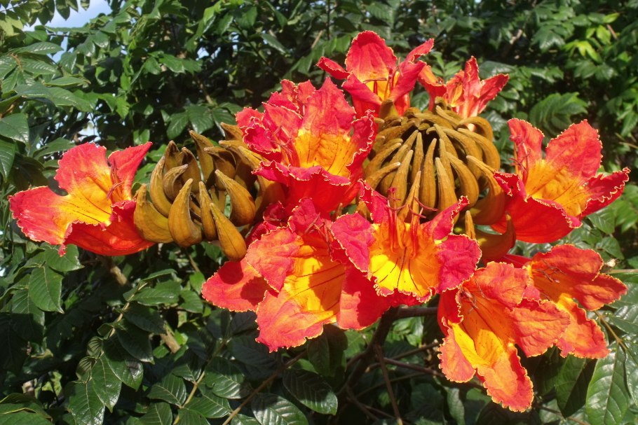 Спатодея африканское Тюльпанное