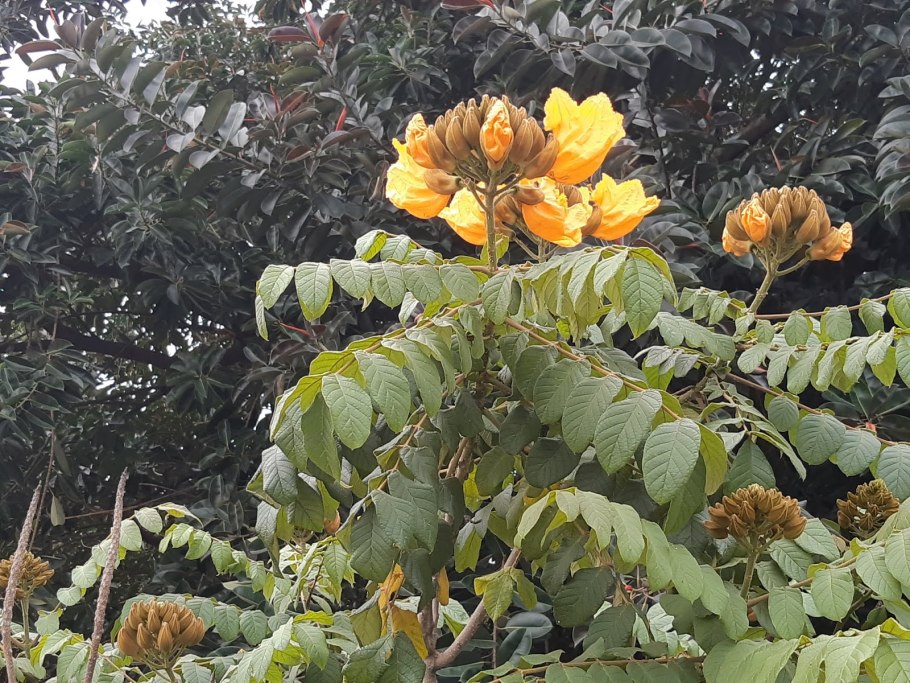 Спатодея африканское тюльпанное дерево