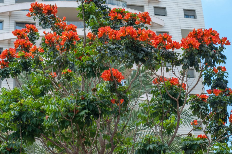 Спатодея колокольчатая африканское Тюльпанное дерево