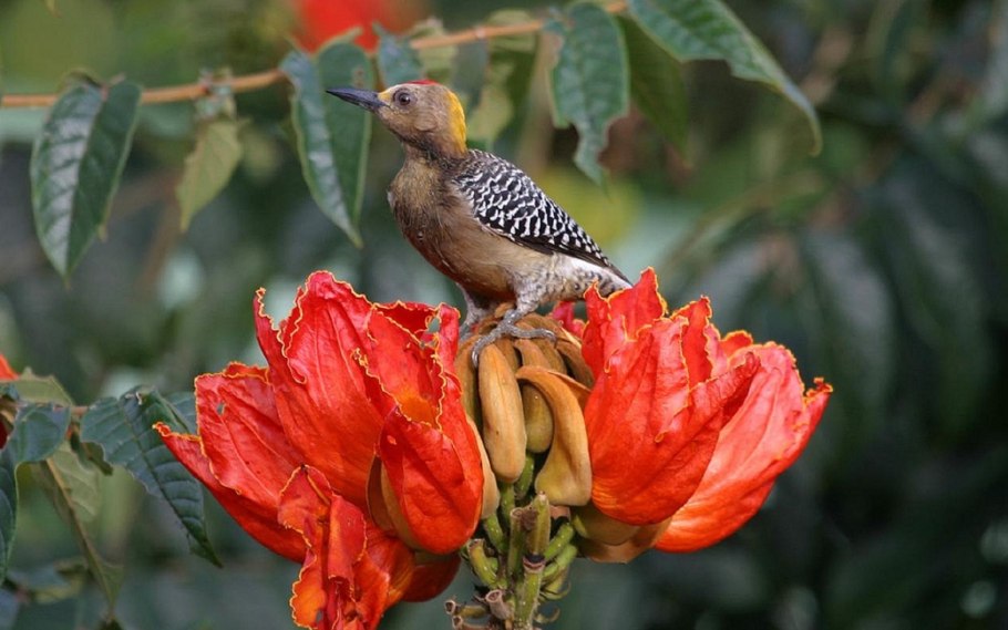 Спатодея африканское Тюльпанное дерево семена