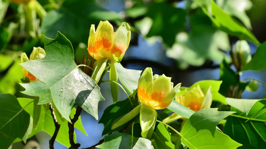 Тюльпановое дерево лириодендрон