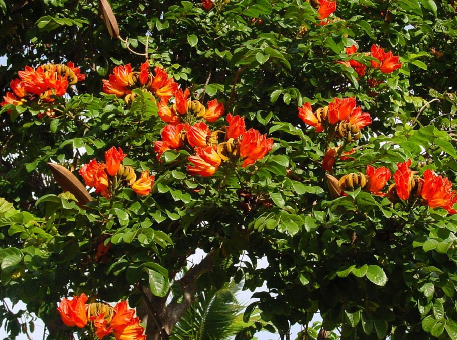 Африканское тюльпановое дерево