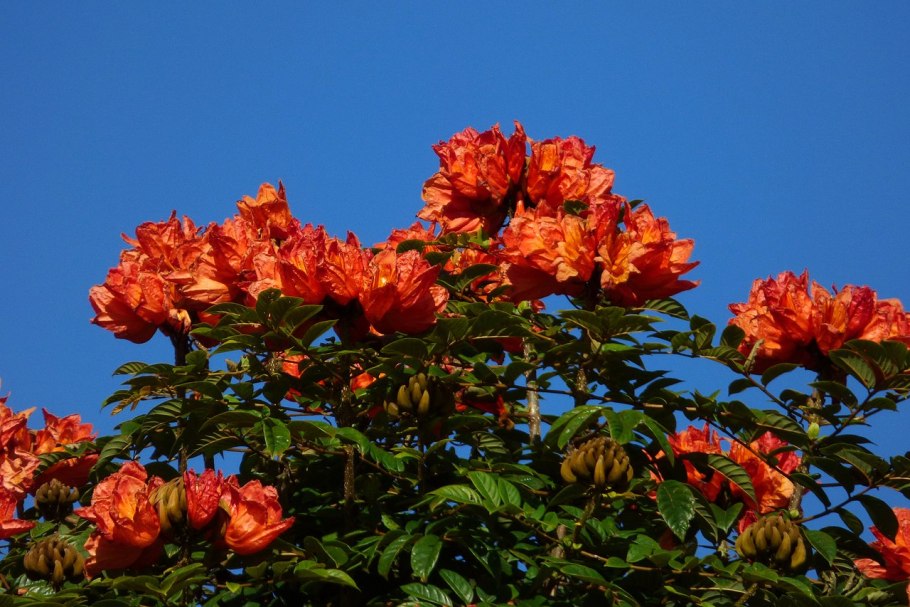 Spathodea campanulata