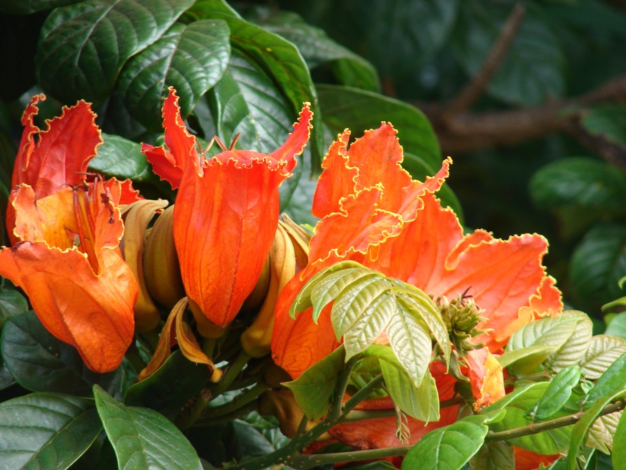 Спатодея тюльпановое дерево