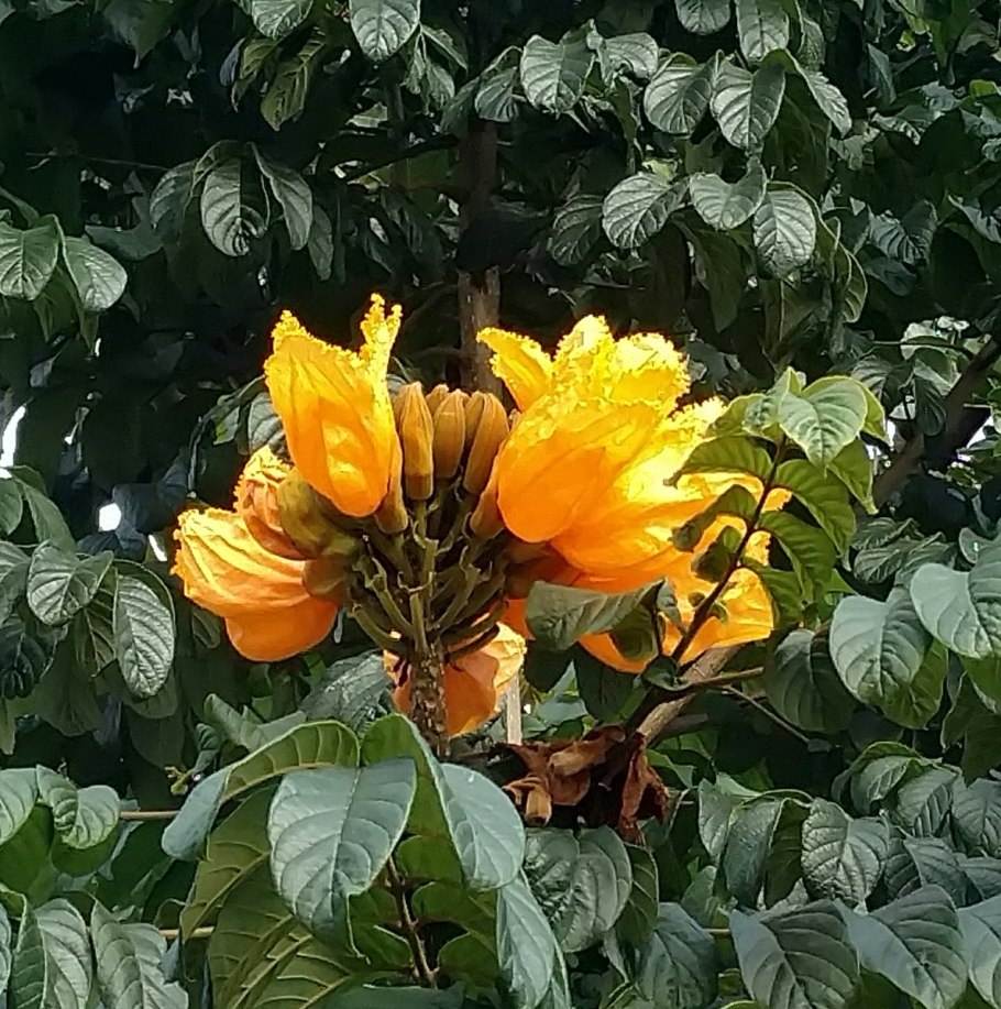 Рододендрон тюльпановое дерево