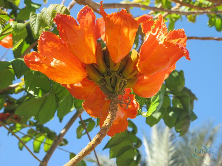 Тулипье дерево