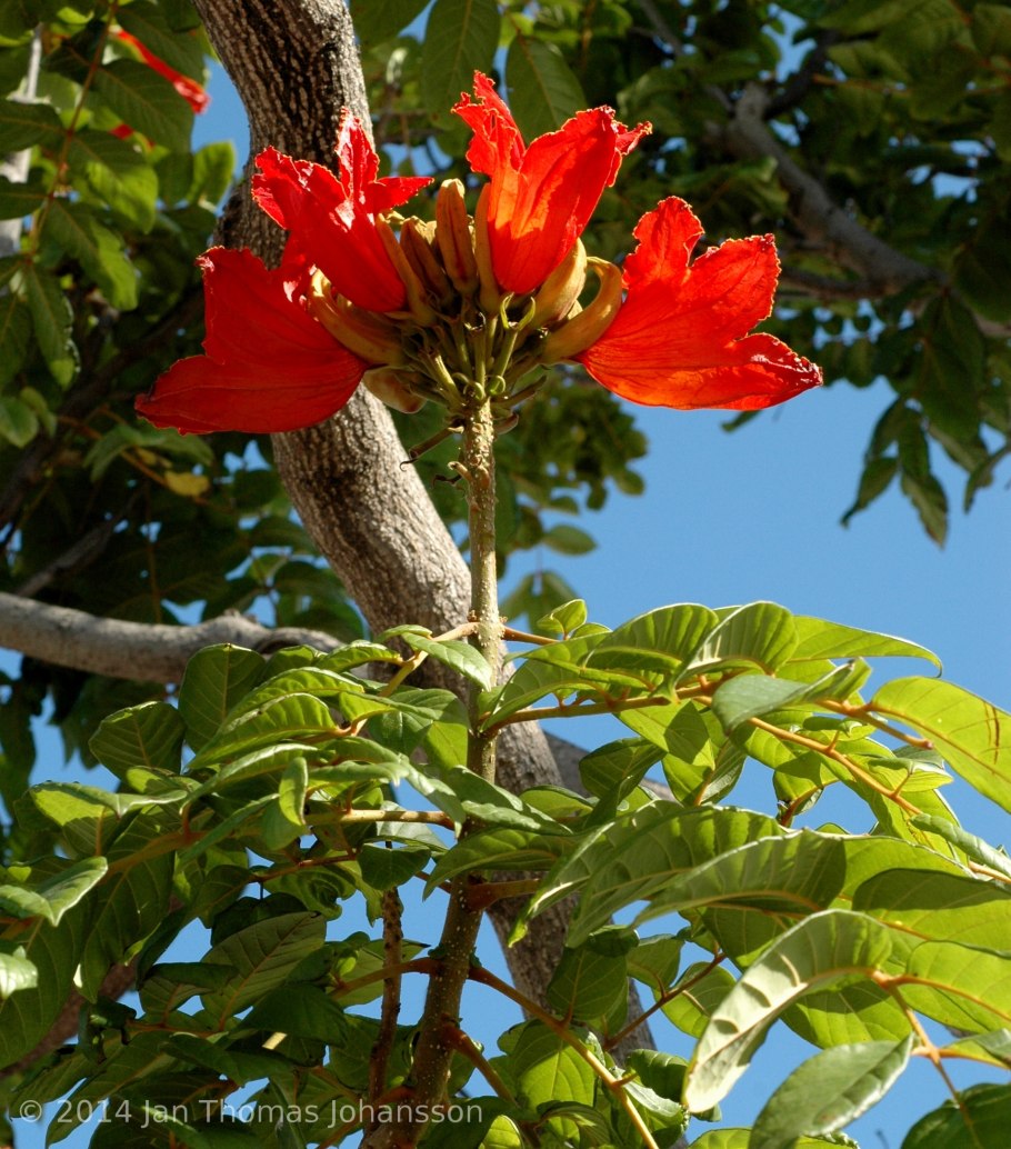 Спатодея африканское Тюльпанное