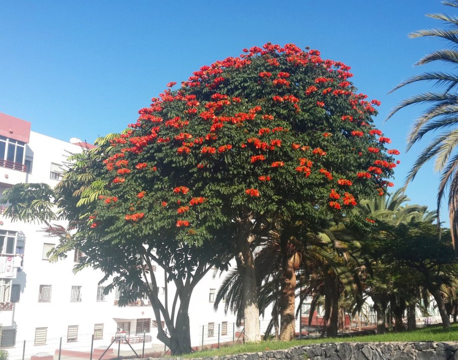 Тюльпановое дерево